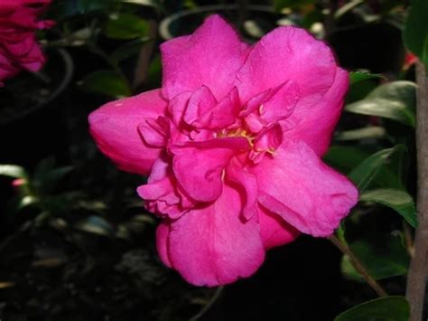 Camellia Sasanqua Alabama Beauty Camellia Bloom Flowers
