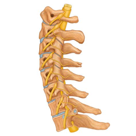 Lateral View Of The Cervical Spine Nerves