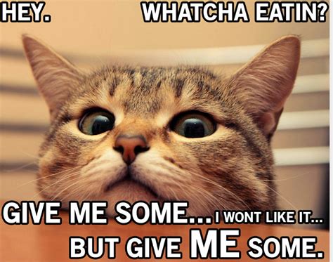 36 Images Of Cats Saying Funny Things