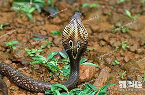 Reptiles Snakes Cobra Indian Spectacled Cobra Naja Naja Stock