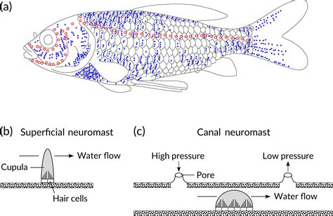 Sensory Ecology Of The Fish Lateral‐line System Morphological And