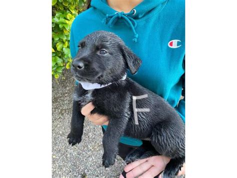Rescue dogs are often cheaper than puppies, and may have some basic training. 3 Border Collie Lab Mix Puppy for sale in Palm Springs, California - Puppies for Sale Near Me