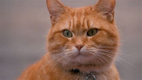 A street cat named bob. A Street Cat Named Bob | Book Tickets | Vue Cinemas