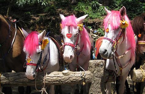 baguio light horse baguio pony info origin history pictures