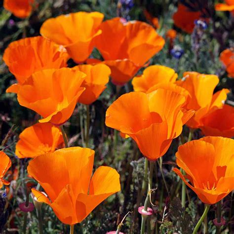Eschscholzia Drought Tolerant California Poppy Wild Flower Seeds