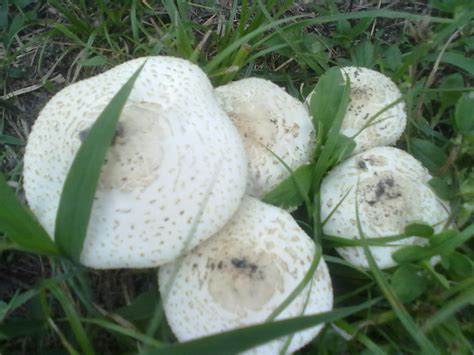 South Florida Mushrooms All Mushroom Info