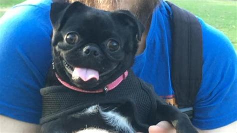 Pug Owner Watched In Horror As Pet Mauled Run Over Perthnow