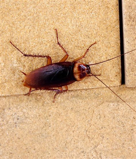 Maybe you would like to learn more about one of these? Remplacer l'insecticide contre les blattes par une recette ...