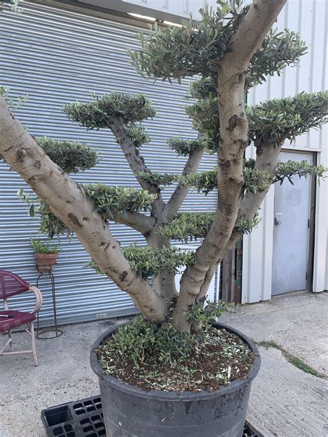 Trunks have the potential to be up to one meter in diameter. Ornamental cloud pruned olive tree in pot. 614 - The ...