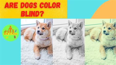 Are Dogs Color Blind What Colors Can A Dog See Youtube