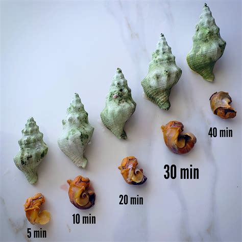 Whelks The Sea Snails — Theculinaryist