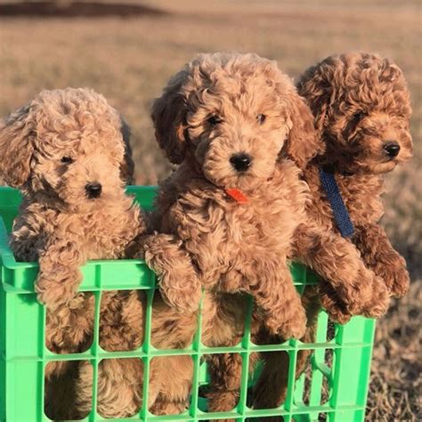 We saw a huge golden doodle (didn't get a pic) but this little guy, a mini doodle came after!! Give me some mini golden doodle love | Doodle puppy, Mini ...