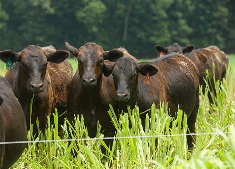 Free pasture-finished beef production workshop online in August | News