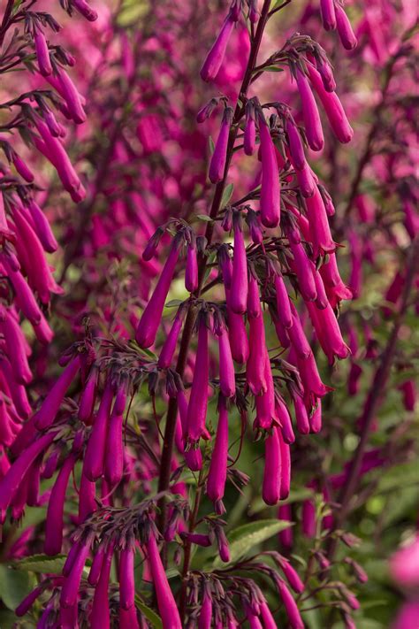 Magenta Cape Fuchsia - Monrovia - Magenta Cape Fuchsia | Monrovia, Magenta flowers, Monrovia plants