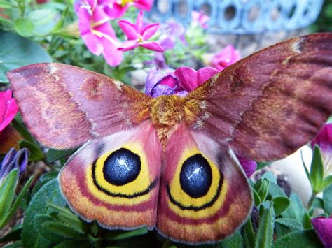 Grandma Pearls Backporch Beautiful Moth Identified
