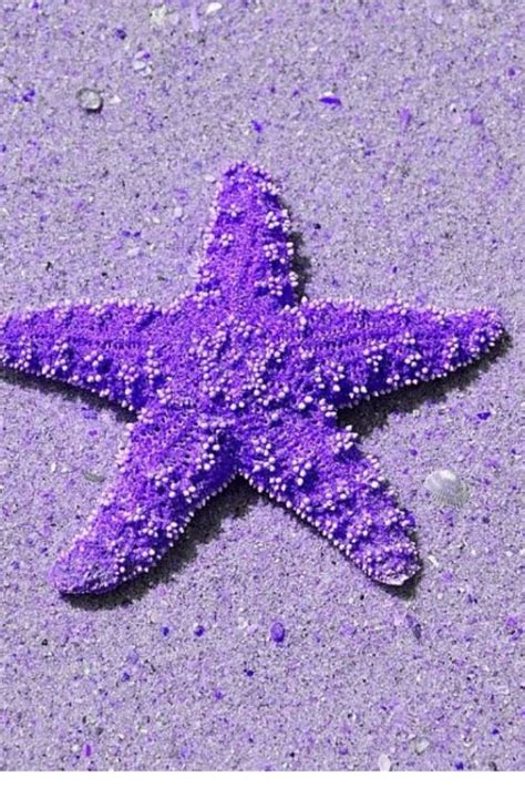Purple Starfish Purple Pinterest