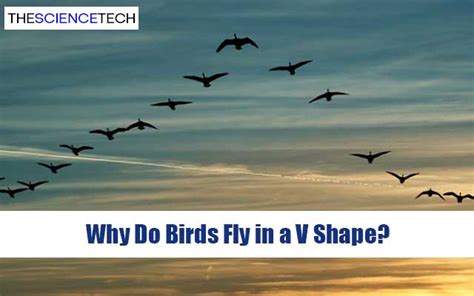 Why Do Birds Fly In A V Shape The Science Tech