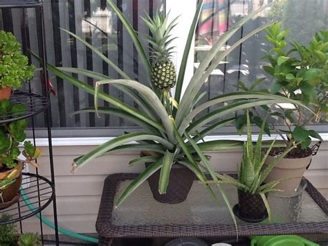 How To Grow A Pineapple At Home In Four Easy Steps Hometalk