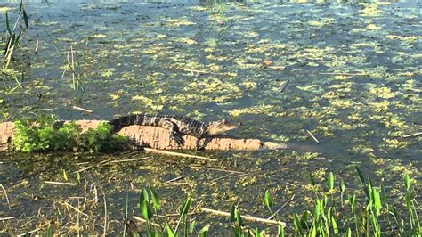 Juvenile Alligator Sunning On A Log Viera Florida 4k Uhd Youtube