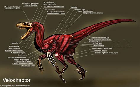 The Anatomy Of A Velociraptor Is Shown In This Image With All Its