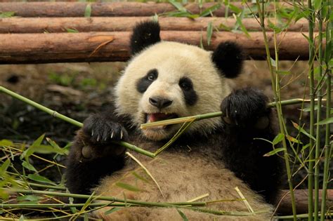 9 Facts That Will Change The Way You Look At Pandas