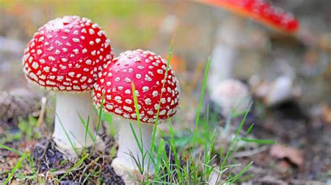 125 curiosidades de los hongos que seguramente no conoces