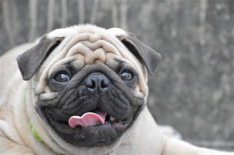 10 Famous Wrinkly Dog Cute Droopy Face Canine Breed Mrsdoggie