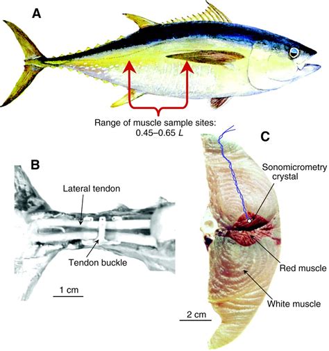 Yellowfin Tuna: Characteristic, properties, benefits and more