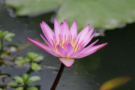 Fuschia Water Lily Photograph By John Clark Fine Art America