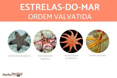 40 Tipos De Estrelas Do Mar Características E Fotos