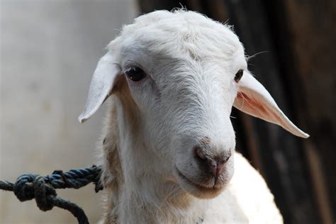 Anakan Kambing Domba Jenis Dan Harganya Madani Farm Jogja