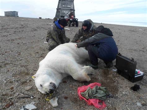 Russia Islands Emergency Over Polar Bear Invasion Political Forum