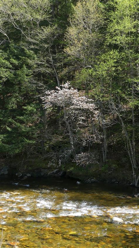 New England Forests Spring Trees Glowing In New England