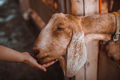 Effective And Profitable Commercial Goat Farming Key Rules To Start