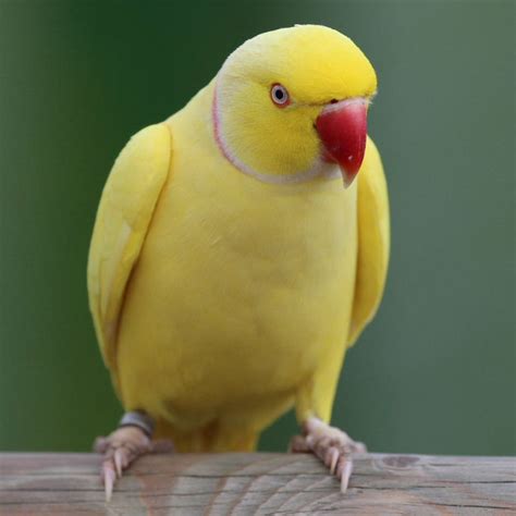 Yellow Ring Necked Parakeet