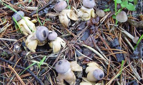 Newly Discovered Mushrooms Look Weirdly Like Tiny Humans Weird News