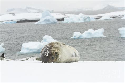 Weddell Seal Sleeping Ronge Island Antarctica Photograph By Karen Foley
