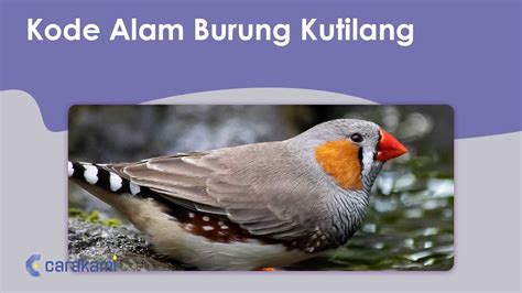 kode alam burung perkutut