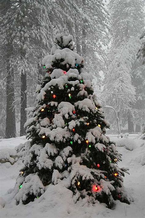 10 Natural Outdoor Christmas Tree Decorations Homemydesign