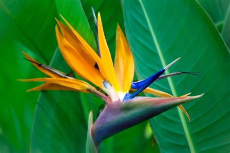 5 Different Species Of Bird Of Paradise Plants