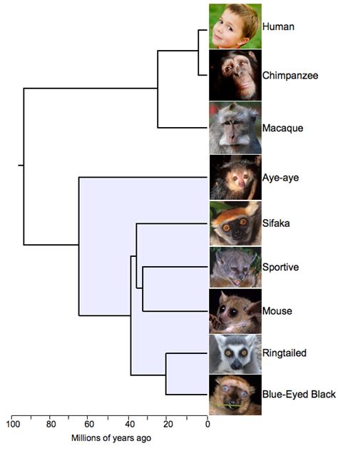 Lemur Phylogeny Yolpa