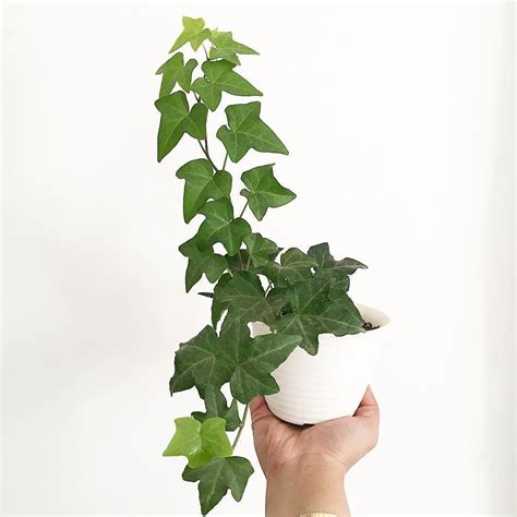 How To Care For Your English Ivy Plant English Ivy Plant Air
