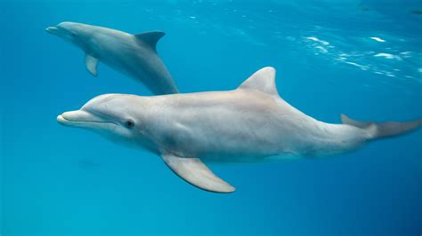 Bottlenose Dolphin Wildquest Wild Dolphin Swims Bahamas