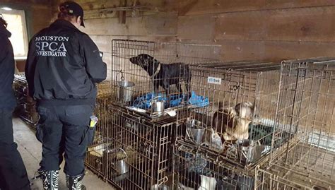 Spca Rescues 150 Animals From Filthy Texas Property