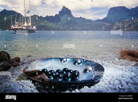 Black Pearls French Polynesia Stock Photo Alamy
