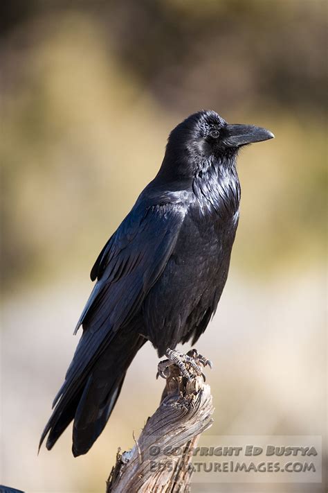 Is the raven who mocks him real, or just a figment of his increasingly unhinged imagination? Common Raven | Ed's Nature Images