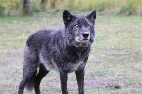 Seven black wolves missing after French flood destruction