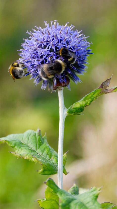 Bees love this annual flower that's also used as a cover crop. bumble bees on alium flower in 2020 | Bee, Bumble bee ...