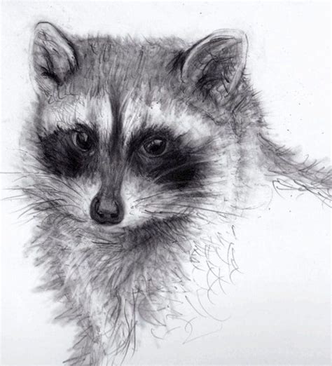 The techniques i use to produce my drawings range from the traditional handling of the pencil, to a glazing technique using. 277 best RACCOONS- DRAWINGS AND PAINTINGS OF RACCOONS images on Pinterest | Raccoons, Racoon and ...