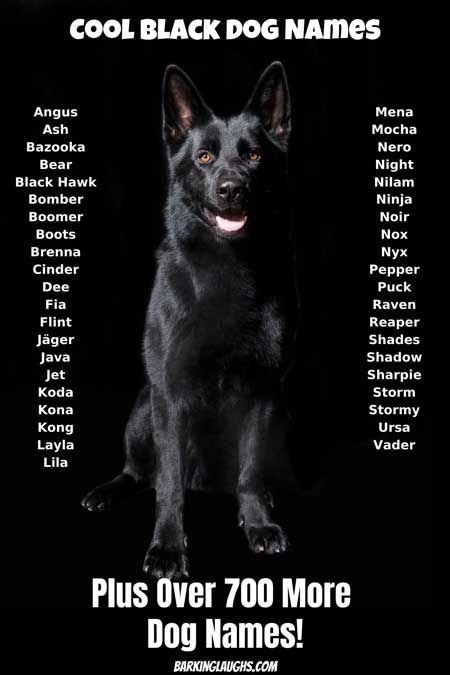 The Best Dog Names For Your New Pup Over 1000 Names Black Dog